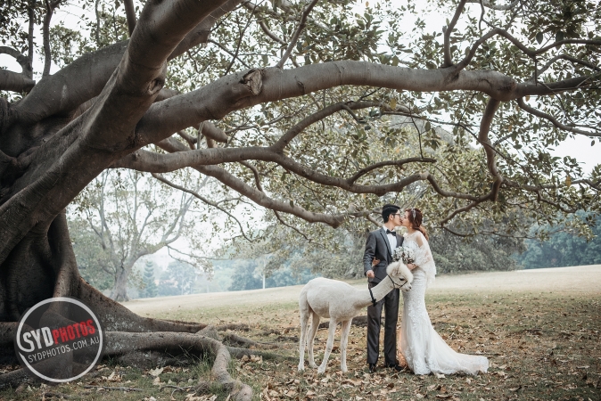 Alpaca Wedding Photography